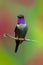 Purple-throated Woodstar, Calliphlox mitchellii, Little Hummingbird with coloured collar in the green and red flower, bird in the