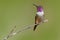 Purple-throated Woodstar, Calliphlox mitchellii, Little Hummingbird with coloured collar in the green and red flower. Bird in the
