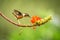 Purple-throated woodstar hovering next to orange flower,tropical forest, Colombia, bird sucking nectar from blossom in garden