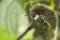 Purple-throated Woodstar Hummingbird in flight