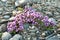 Purple thyme flowers grow on stones