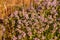 Purple Thyme Flowers Growing Among Meadow Grass and Flowers