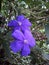 The purple tibouchina flower grows in the yard with other flowers blooming during the summer.