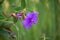 purple tibouchina flower in a public garden