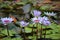 Purple Tigress Water Lilies and Lily Pads