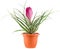 Purple tillandsia flower in a brown flower pot, close up, isolated