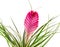 Purple tillandsia flower, close up, isolated white background.