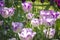 Purple tipped tulips