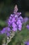 Purple Toadflax