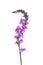 Purple toadflax