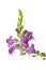 Purple toadflax flowers