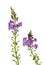 Purple toadflax flowers