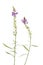 Purple toadflax plants