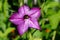 Purple tobacco flower on blurred green foliage background