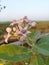 Purple tobacco flowers bloom in a star-like shape