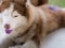 Purple Tongue Siberian Husky Lying