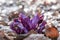 Purple toothwort, Lathraea clandestina, close-up flower