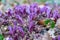 Purple toothwort, Lathraea clandestina, purple flower