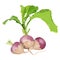 Purple top white globe turnips for banners, flyers. Whole turnip, turnip with tops. Fresh organic and healthy, diet and