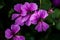 Purple Trailing Geraniums