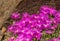 Purple trailing iceplant celosperma cooperi flower bed