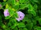 Purple Trailing Lantana