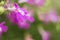Purple Trailing Lobelia Sapphire flowers or Edging Lobelia, Garden Lobelia.