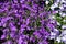 Purple Trailing Lobelia Sapphire flowers, Lobelia Erinus `Sapphire`. Also called Edging Lobelia, Garden Lobelia. Floral pattern. S