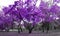 Purple trees in a surreal black and white forest landscape scene in Central Park, New York City