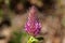 Purple trefoil flower Trifolium rubens