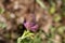Purple trefoil flower Trifolium rubens