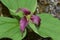 Purple Trillium Macro 03