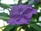 Purple tropical flower brunfelsia grandiflora