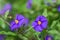 purple tropical flowers on the island of Cyprus 2