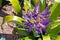 Purple tropical plant