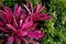 Purple tropical plants