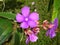 purple tropical tibuchinia flower in bloom