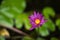 Purple Tropical Water Lily Flower with Yellow Center and dark green background