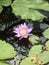 Purple tropical water lily. Nymphaea Colorata Purple