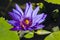 Purple Tropical Waterlily, details