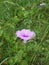 purple trumpet and green leaves that grow natural on the island of Kalimantan 74