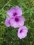 purple trumpet and green leaves that grow natural on the island of Kalimantan 79