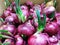 Purple tubers of onions with sprouted arrows,