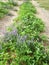 Purple Tufted Vetch plant in strawberry patch