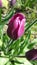 Purple Tulip