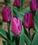 Purple Tulip