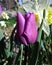 Purple tulip