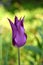 Purple tulip bloom isolated, spring flower in nature