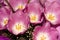 Purple Tulip buds. Lilac flowers. A bouquet of fragrant spring flowers