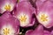 Purple Tulip buds. Lilac flowers. A bouquet of fragrant spring flowers